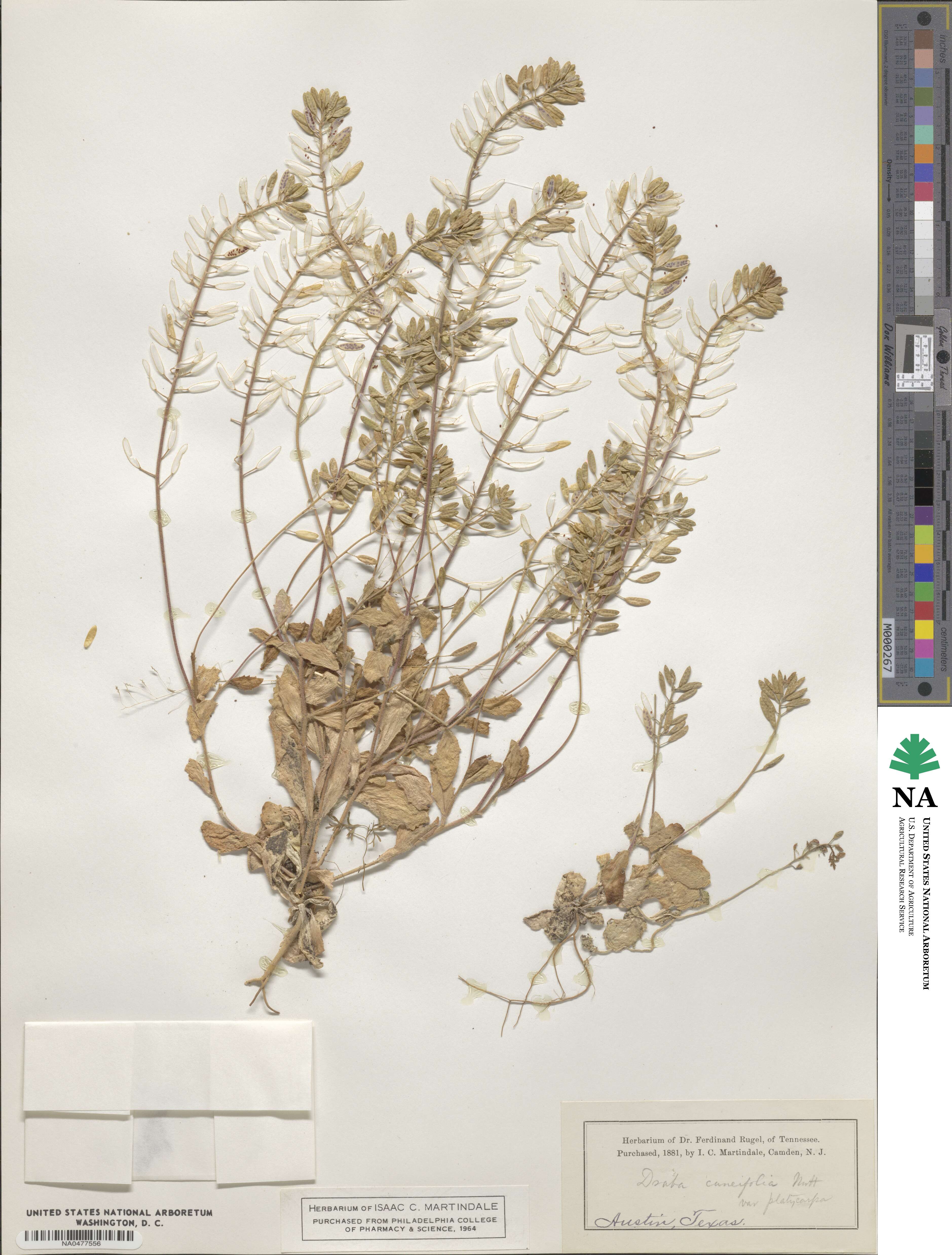 Tomostima platycarpa image