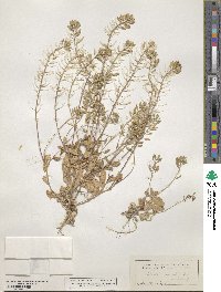 Tomostima platycarpa image