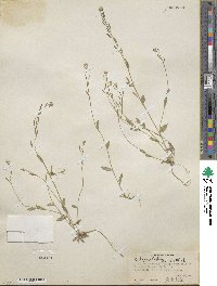Draba praealta image