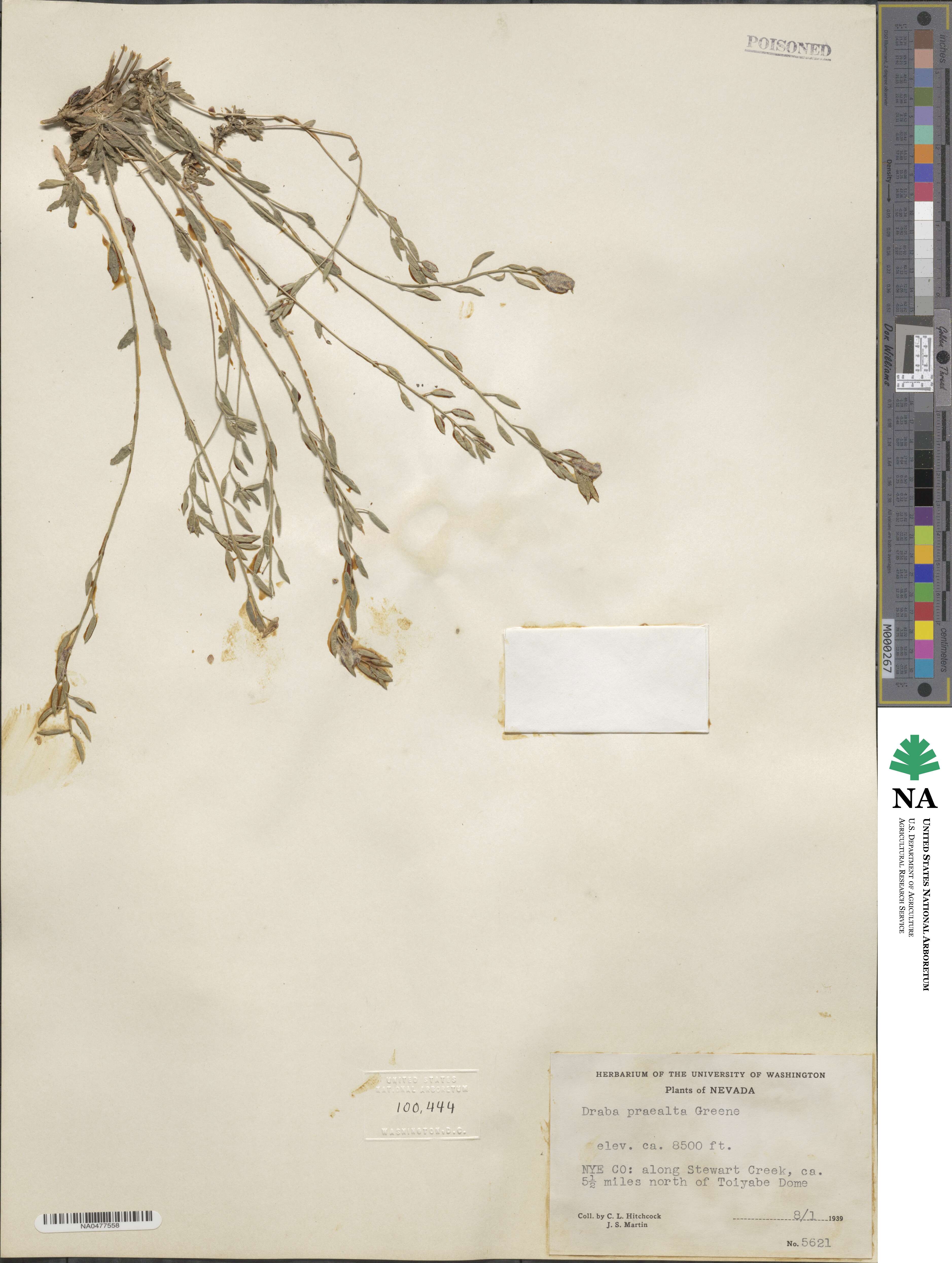 Draba praealta image