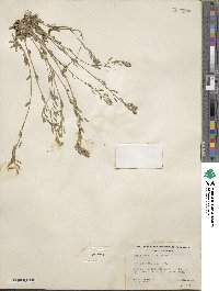 Draba praealta image