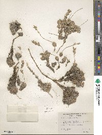 Draba pterosperma image