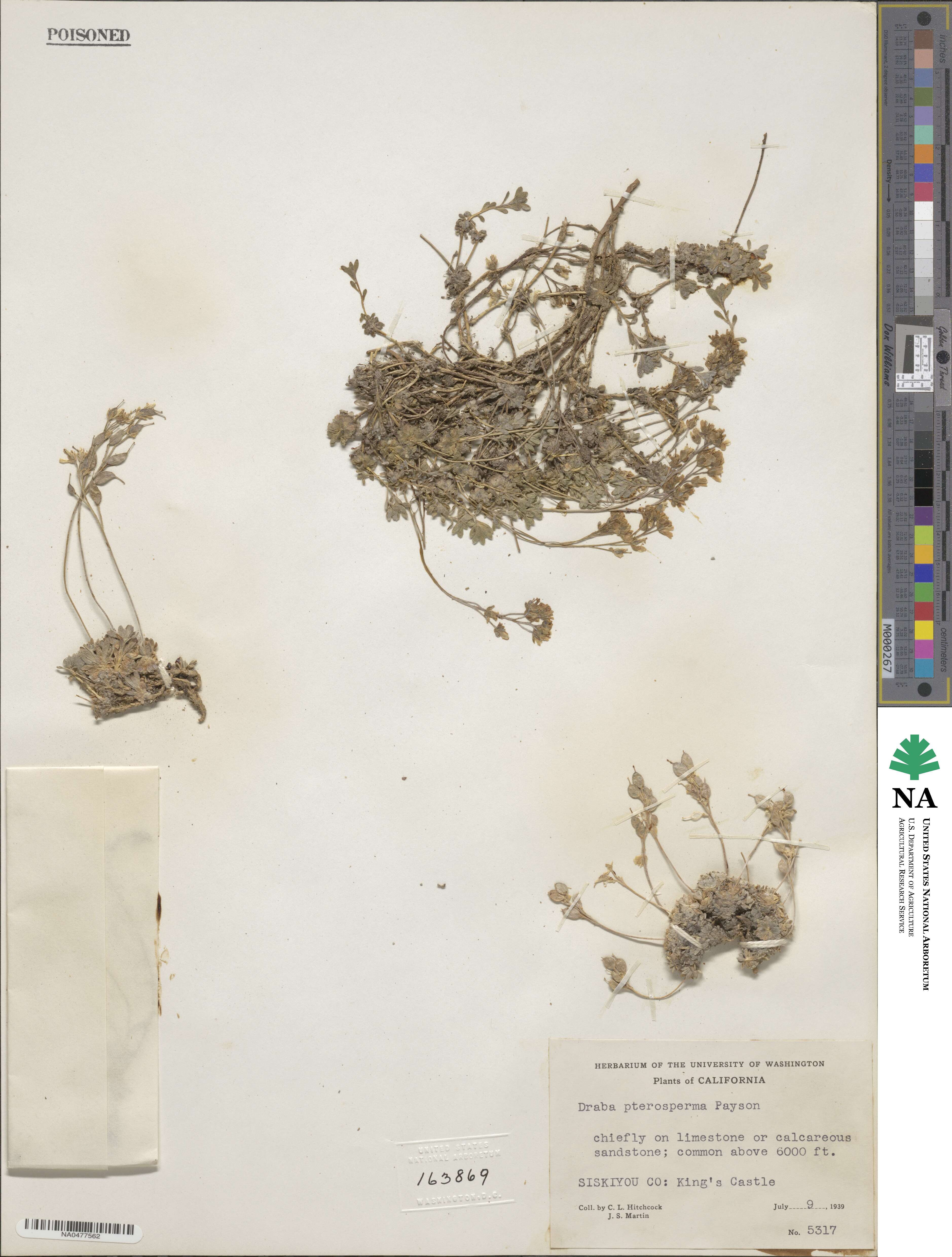 Draba pterosperma image