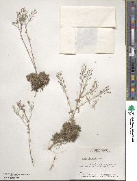Draba ramosissima image