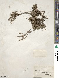 Draba ramosissima image