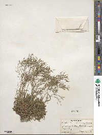 Draba ramosissima image