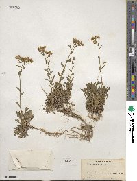 Draba ramosissima image