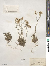 Draba ramosissima image