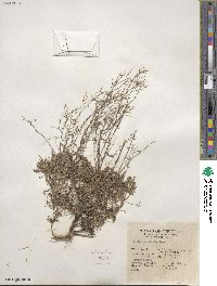 Draba ramosissima image