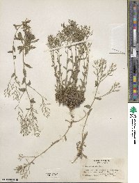 Draba ramosissima image