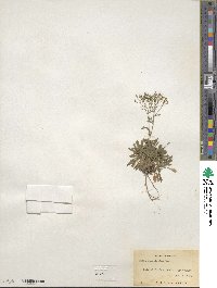 Draba ramosissima image