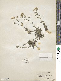 Draba ramosissima image