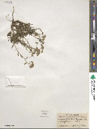 Draba ramosissima image