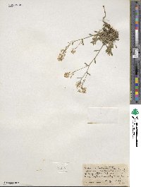 Draba ramosissima image