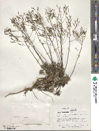 Draba ramosissima image