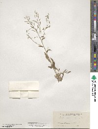 Draba ramosissima image