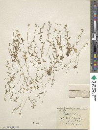 Draba sibirica image