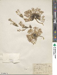 Draba oligosperma image