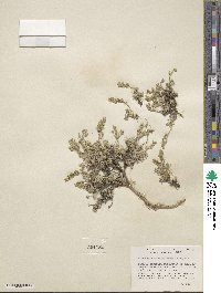 Draba sphaerocarpa image