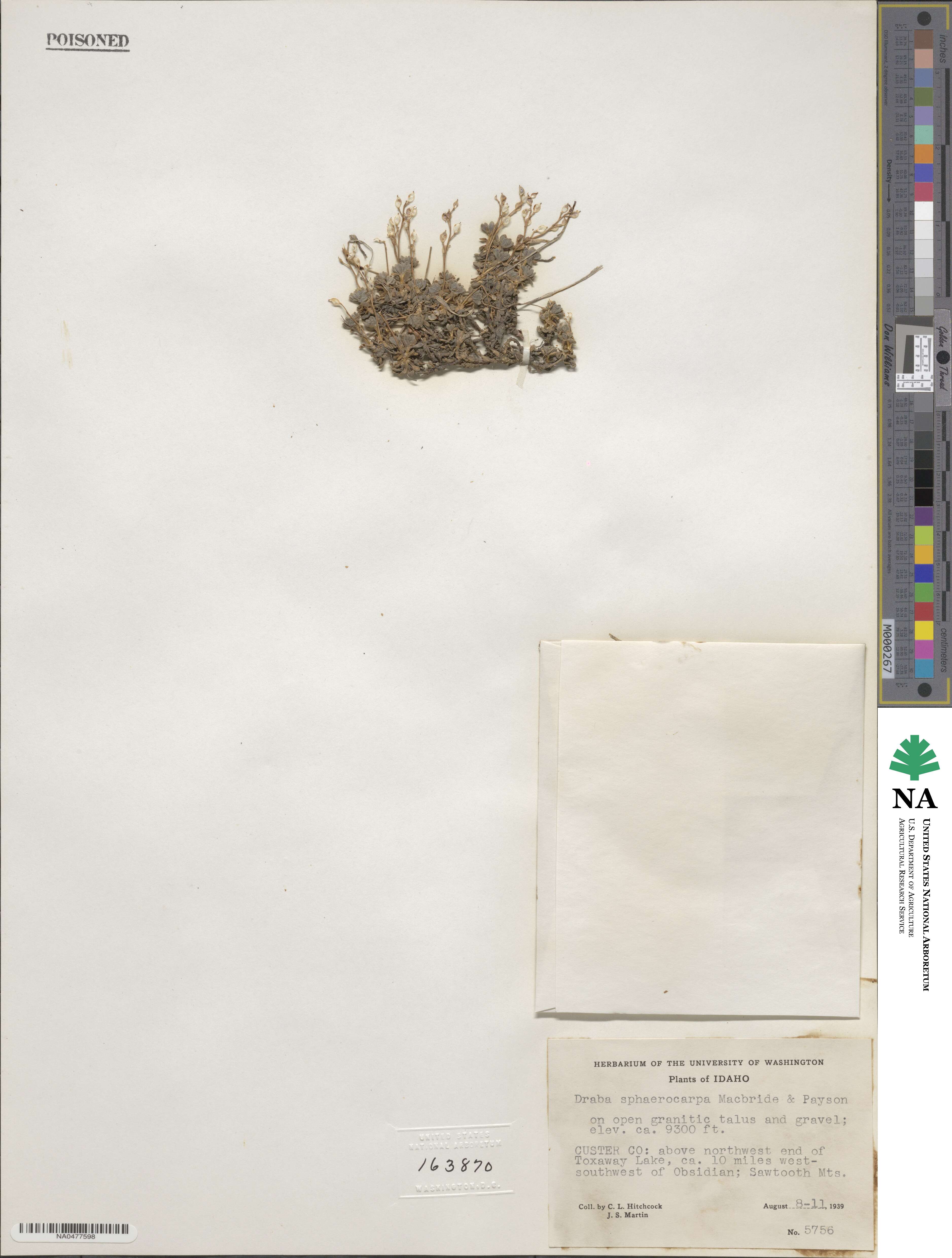 Draba sphaerocarpa image