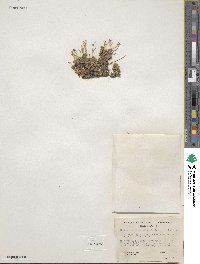 Draba sphaerocarpa image