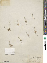 Draba stenoloba image