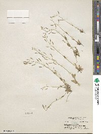 Draba stenoloba image