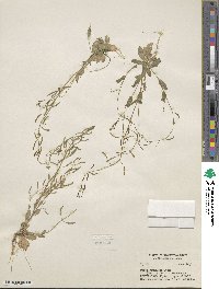 Draba stenoloba image