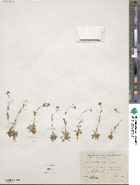 Draba stenoloba image
