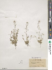 Draba stenoloba image