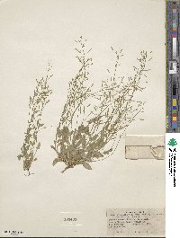 Draba stenoloba var. nana image