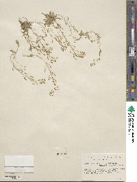 Draba stenoloba var. nana image