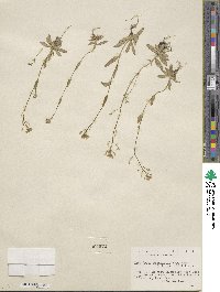 Draba stenoloba var. nana image