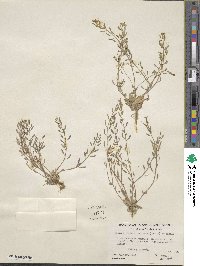 Draba stenoloba var. nana image