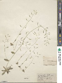 Image of Draba albertina