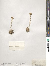 Draba streptocarpa image