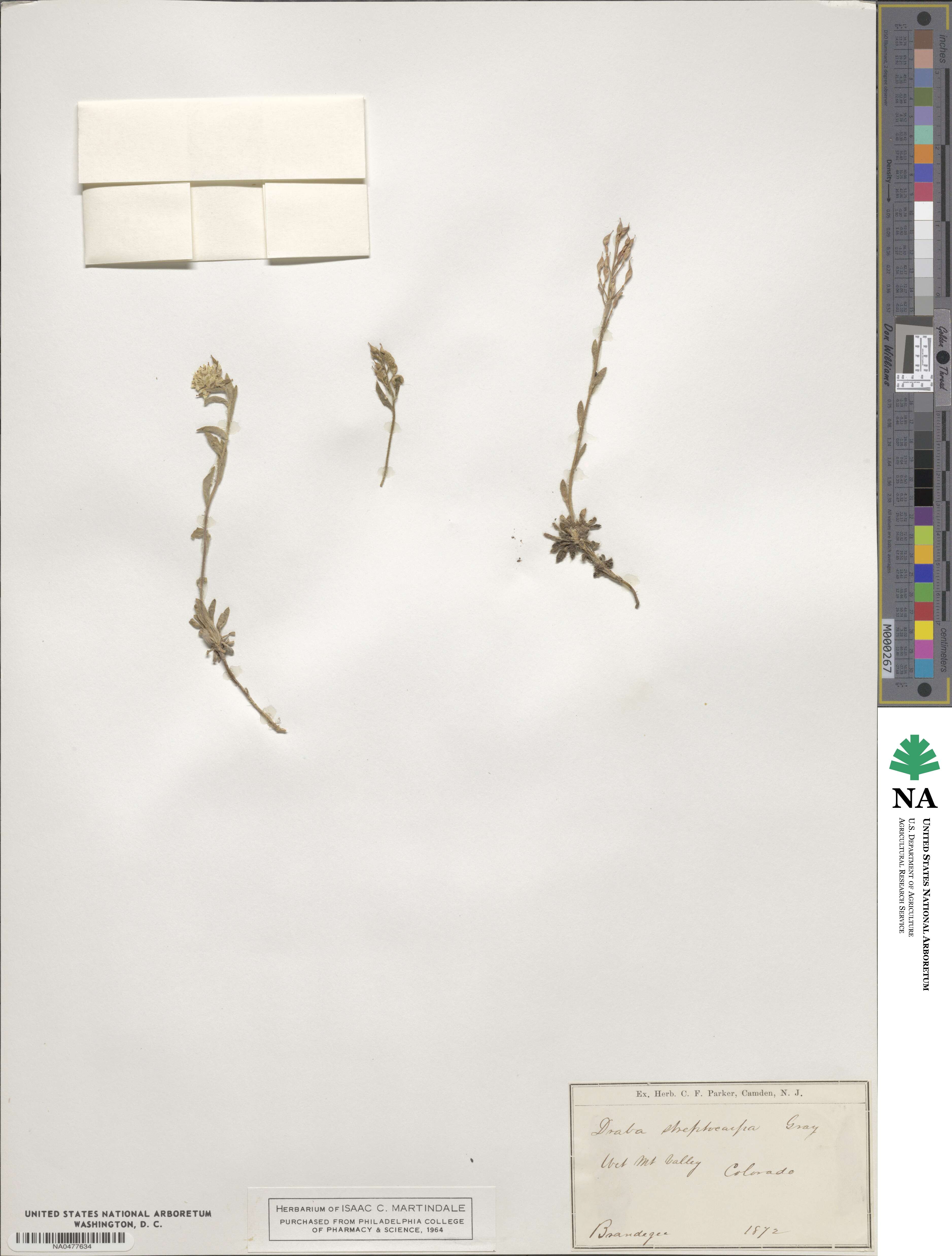 Draba streptocarpa image