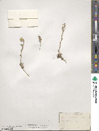Draba streptocarpa image