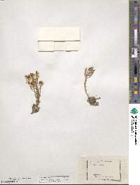 Draba streptocarpa image