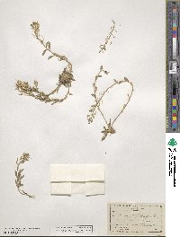 Draba streptocarpa image