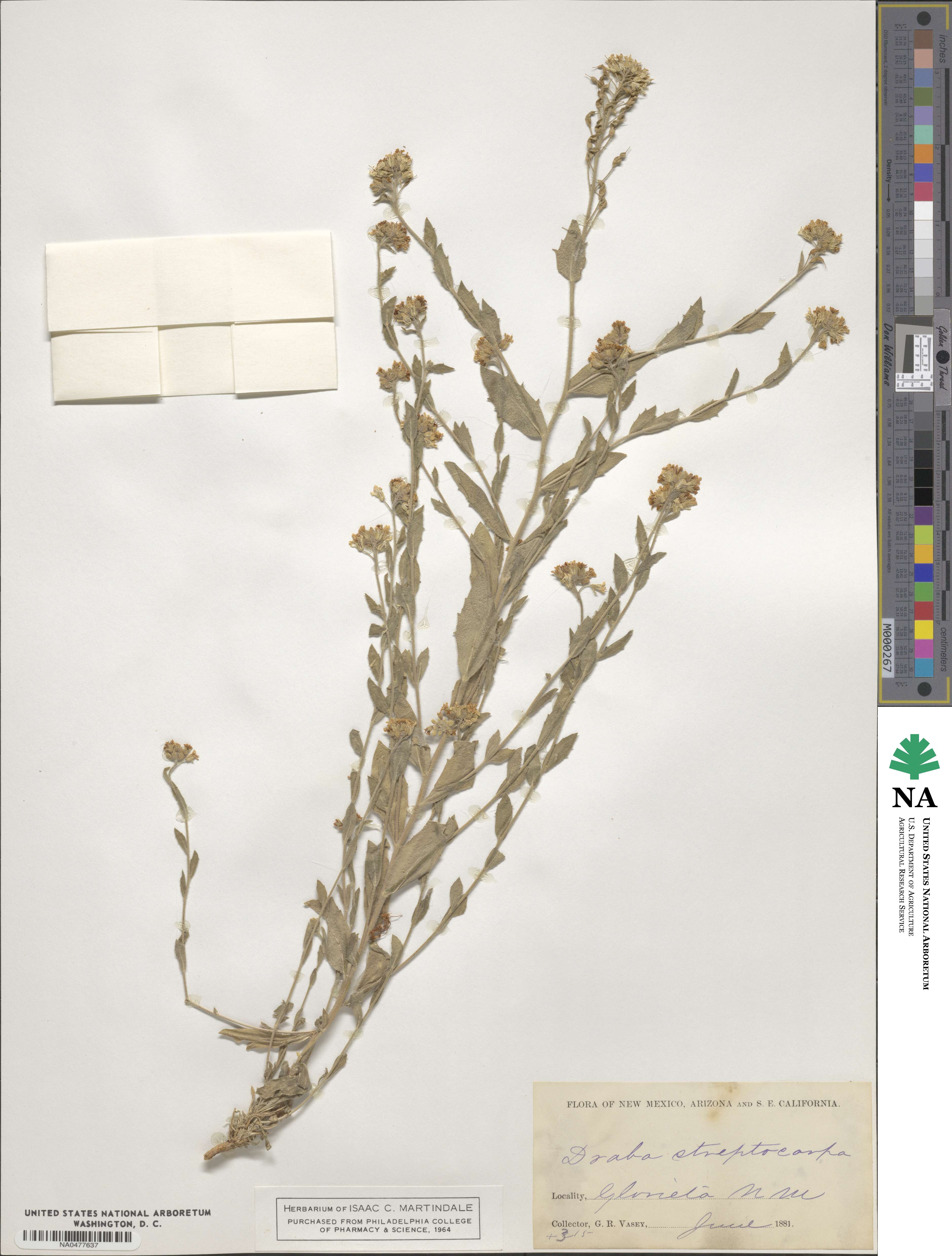 Draba streptocarpa image