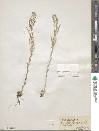 Draba streptocarpa image