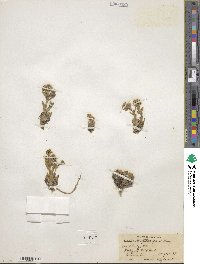 Draba streptocarpa image