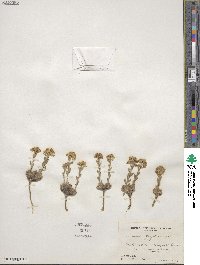 Draba streptocarpa image