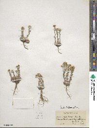 Draba streptocarpa image