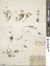 Draba ventosa image