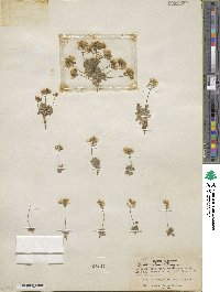 Draba ventosa image