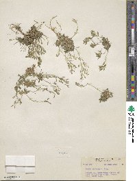 Draba ventosa image