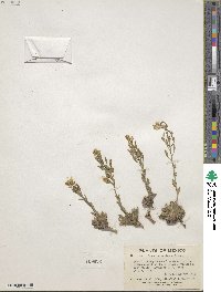 Draba helleriana image