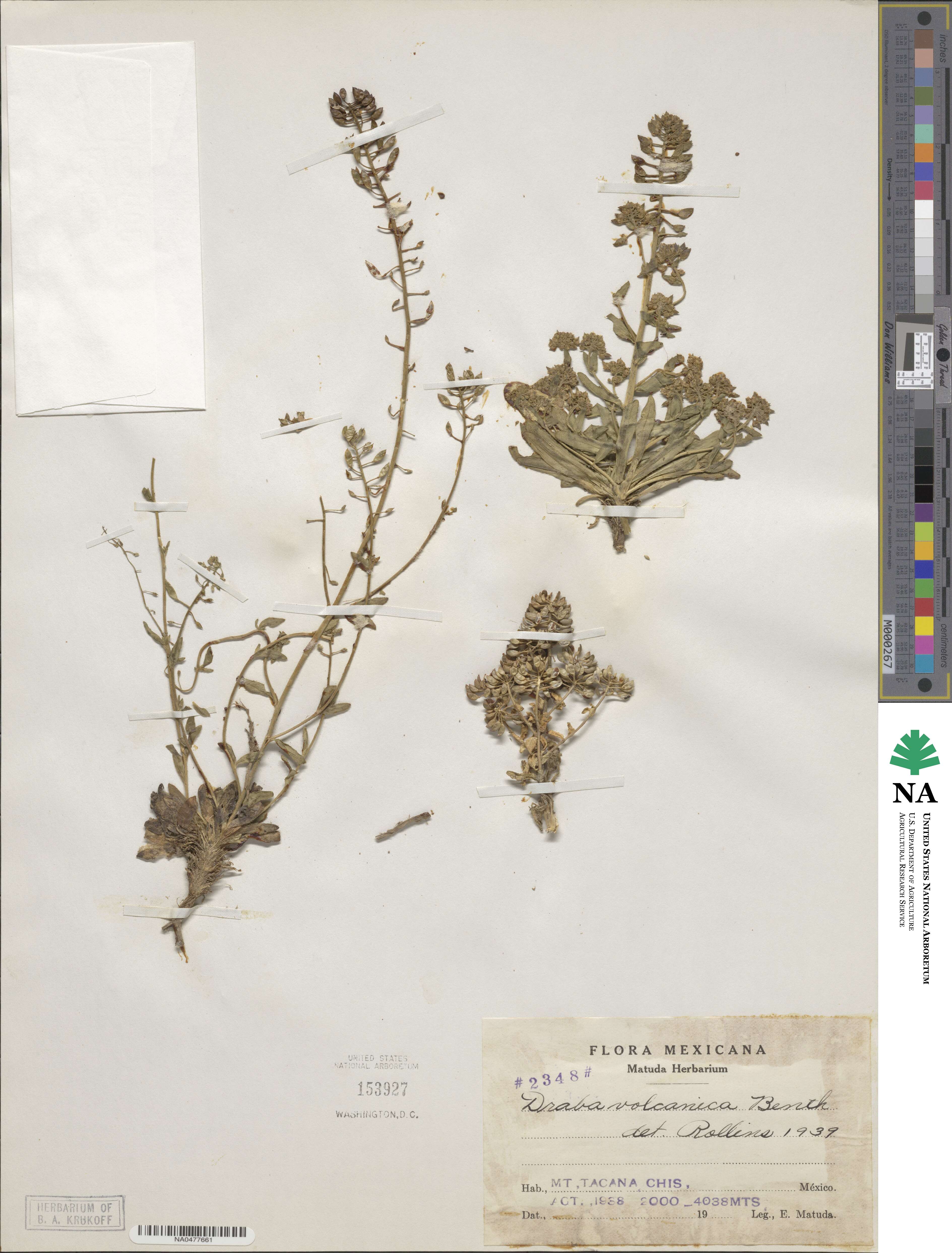 Draba jorullensis image